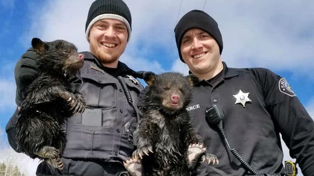 Deputies save bear cubs from flooded den in northern Wisconsin