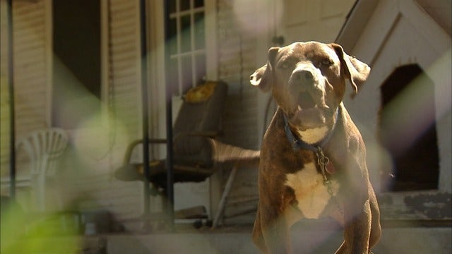 City of Dallas outlaws leaving unattended dogs tied up