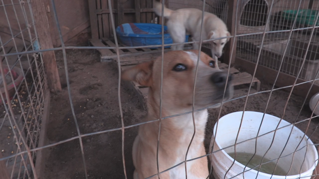 44 dogs rescued from Lamar County puppy mill