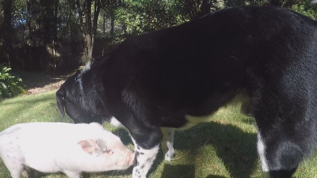 Lost pig in Ga. finds new home