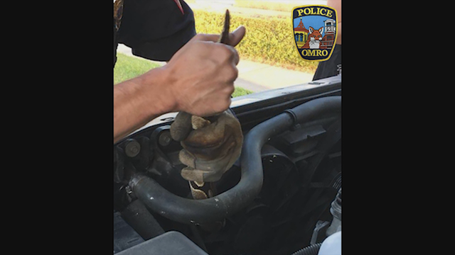 Man finds python wrapped around SUV's engine