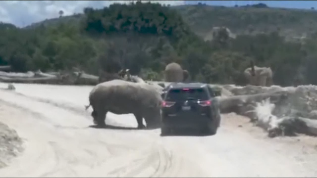 Rhino attacks SUV at Mexico zoo