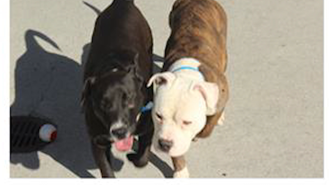 Animal control rescues dogs who become best friends