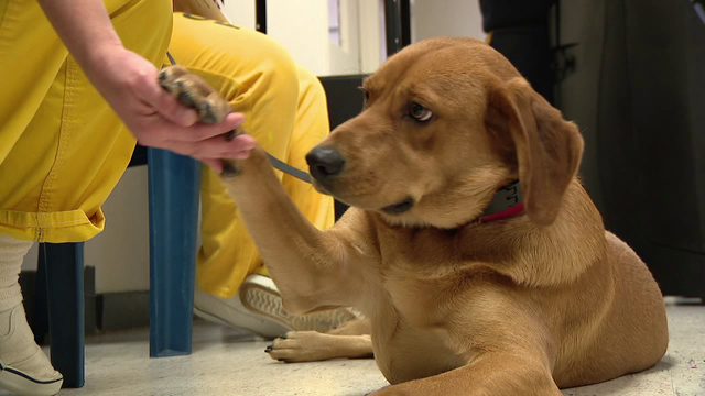 Graduation ceremony held for future service dogs trained by inmates