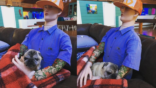 Dog missing owner cuddles shop dummy instead