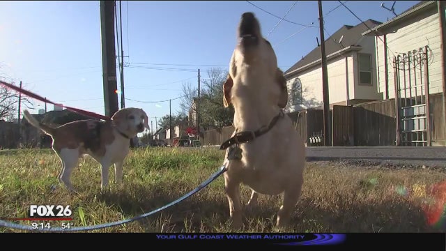 Violent stray dog attack leads to unlikely hero