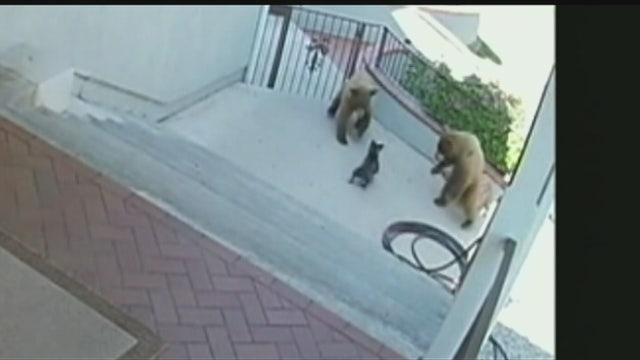 WATCH: Small dog chases bears away from Monrovia home