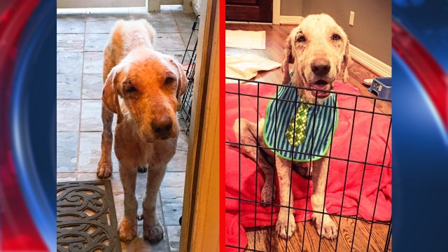 Watson's story brings awareness to Houston's homeless pet population