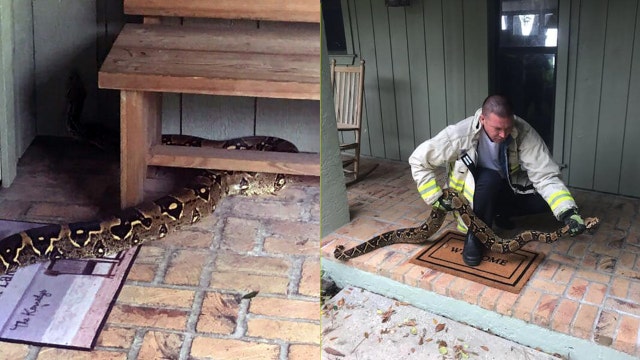 Boa constrictor found on porch of Florida home
