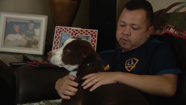 Facebook users find U.S. Army veteran's missing therapy dog