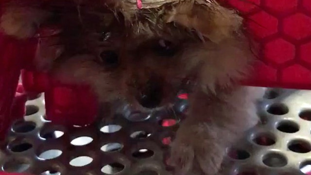 9-week-old puppy gets head stuck in hole of plastic footstool