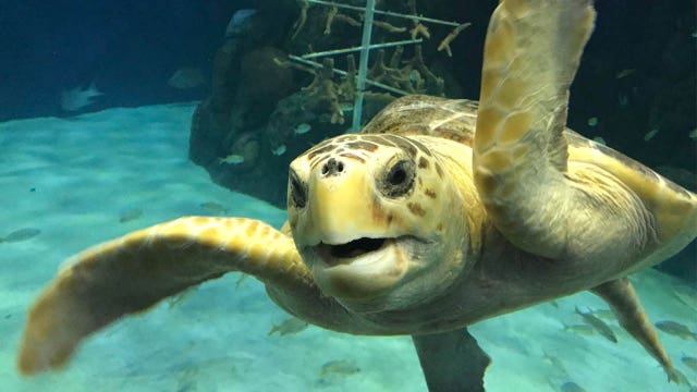 'Heart of the Sea' exhibit dedicated to marine conservation efforts