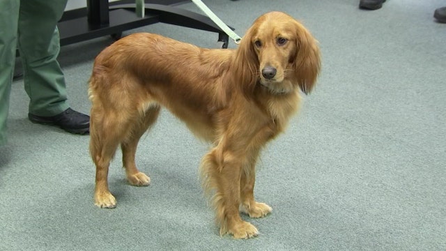 Meet newest Fla. K9 officer Hela, a golden retriever