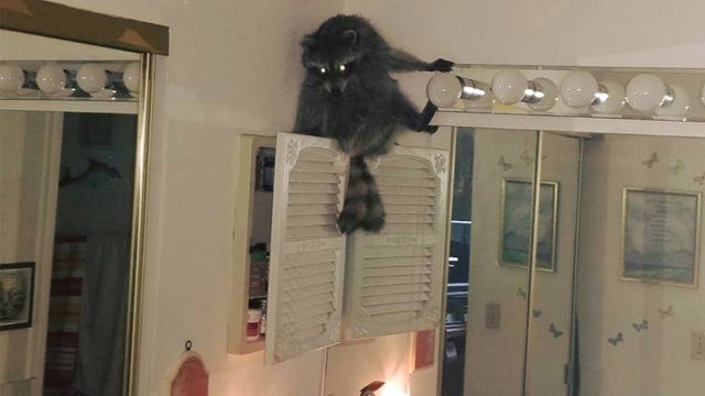 Raccoon breaks into Pinellas County woman's home