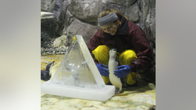 Happy Birthday Wagner, oldest Chinstrap penguin in North America