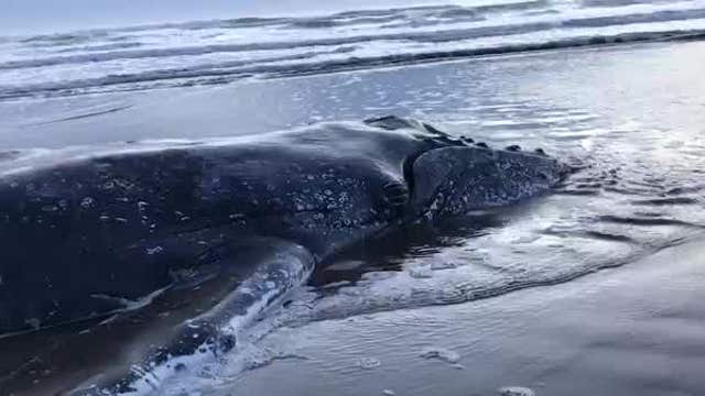 Whale stranded on Argentine beach returned to sea after 2-day operation