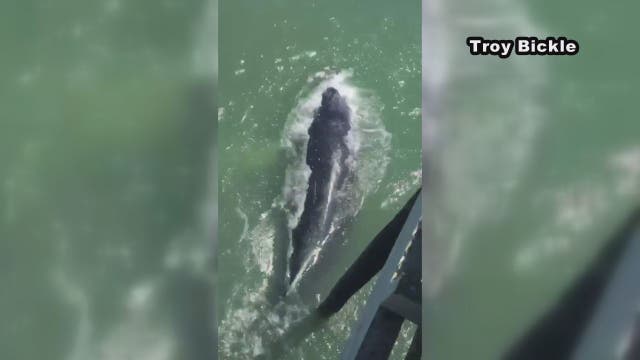 Whale crashes into Ocean City pier (VIDEO)