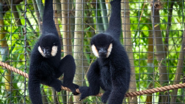 Two white-cheeked gibbon brothers arrive at Houston Zoo
