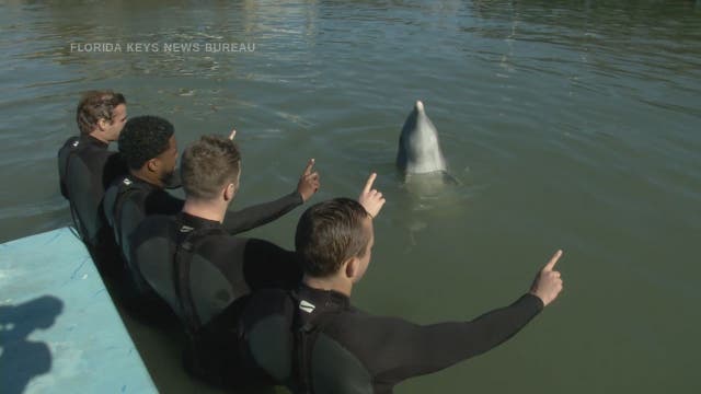 Wounded Warriors swim with dolphins in Florida Keys