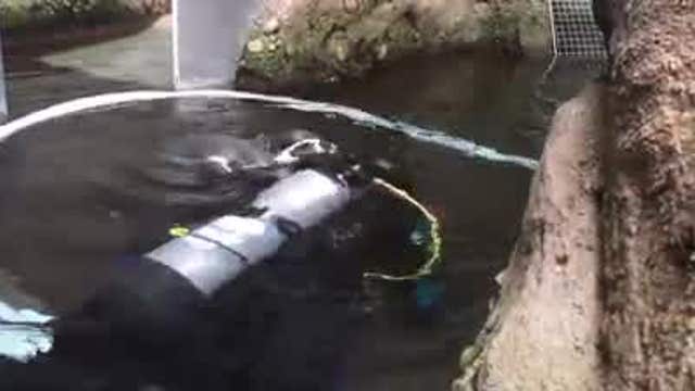 Zoo employee in 'adorable peril' in penguin enclosure