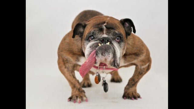 'World's Ugliest Dog' Zsa Zsa from Minnesota passes away