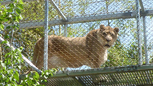 Zenda, oldest African lion in a U.S. zoo, dies in Philadelphia at 25