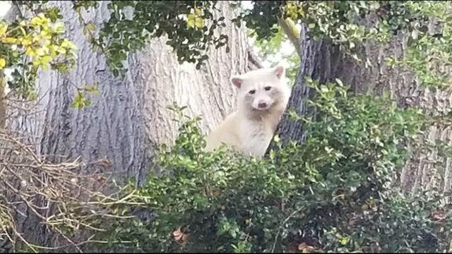 'Leucistic' raccoon spotted near Lake Merritt