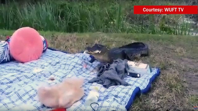 WATCH: Alligator crashes picnic, chomps on sandwich