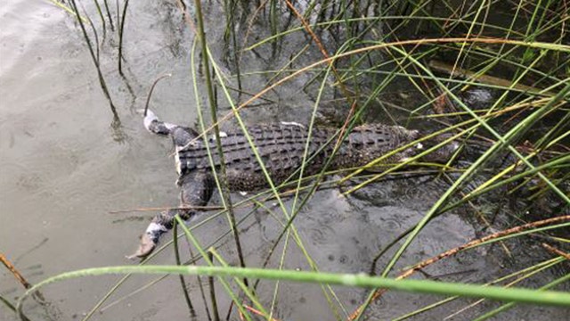 Game Wardens searching for person who cut off Lake Worth alligator's tail