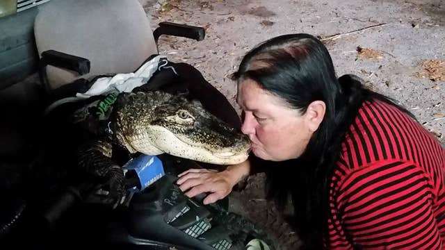 Lakeland woman fights to keep pet alligator