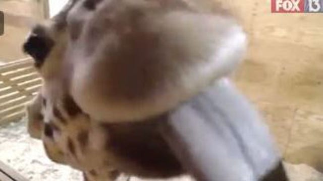 April baby for April the giraffe; Text alert system announced at Animal Adventure Park