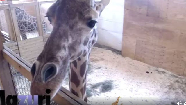As April inches closer to giving birth, park searches for sponsor for giraffe cam