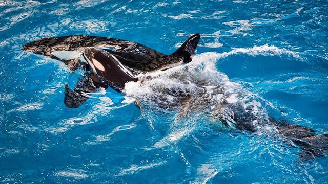 SeaWorld's last orca born in captivity at San Antonio park