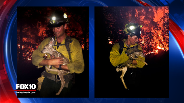 Elite firefighters save baby deer from Arizona wildfire