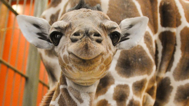 Denver's baby giraffe being nursed to full health