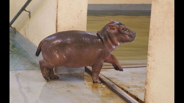 Baby hippo at Memphis Zoo makes first public appearance