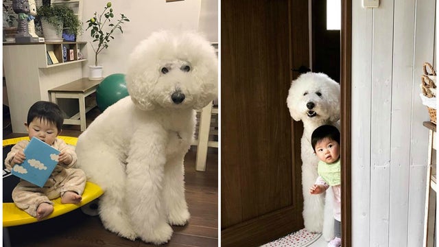 Trending: Photos of Japanese toddler and giant Poodles winning hearts on the internet
