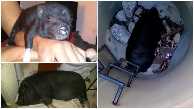 Pet Pig Falls into Atlanta Manhole, Owner Climbs In With Him