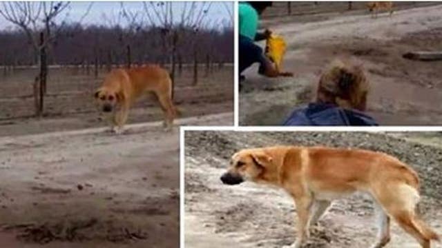 Animal rescue group blasts former dog owner after abondoning dog for days