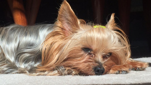 'Beanie' back home: Missing Yorkie returned to owners