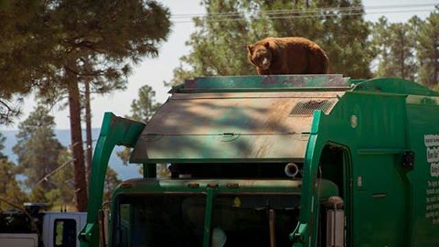 Caught on camera: Bear hitches ride on garbage truck