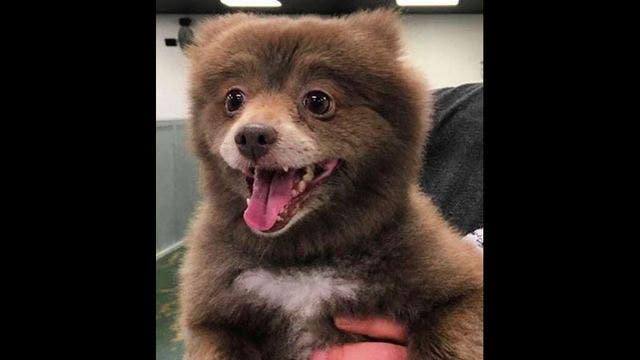 This cute but odd-looking 'bear-dog' left the Internet puzzled