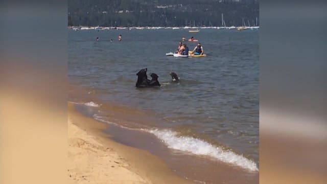 Mama, baby bears seen splashing in Lake Tahoe