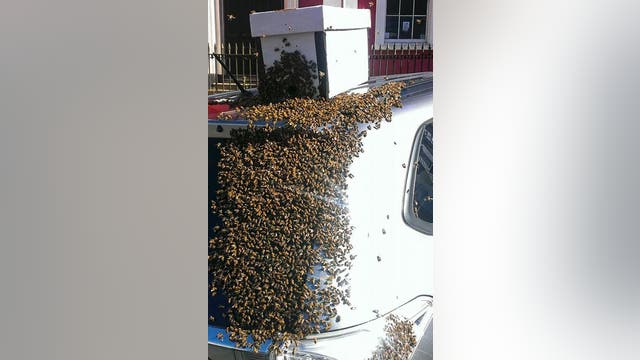 20,000 bees swarm a car trying to save the queen