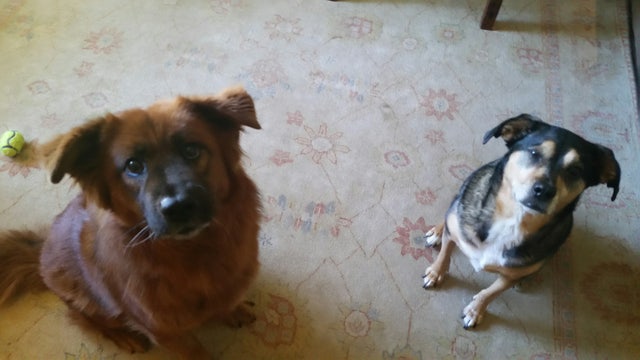 Common and Dangerous Foods For Pets