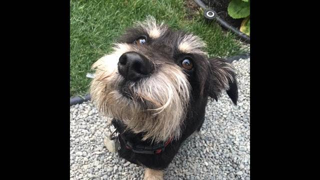 Rescue-dog "Benny" dies in Alameda after eating cupcakes with xylitol