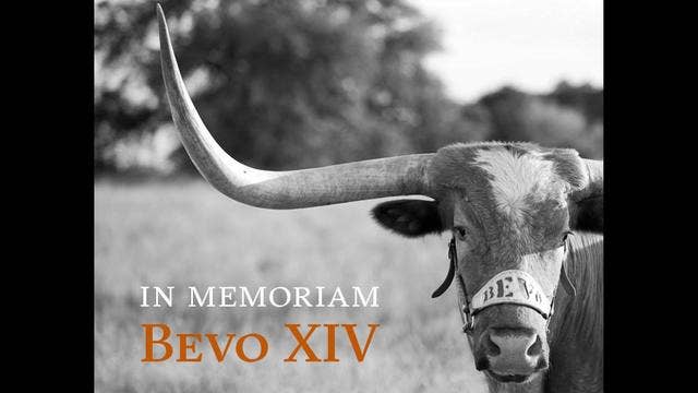 Texas Longhorns steer mascot Bevo XIV dies