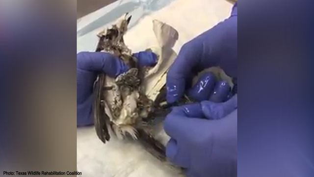 Houston wildlife center warns against glue traps after bird gets stuck: 'A needless loss'