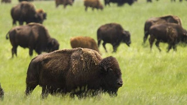 Bison could become national mammal of the United States
