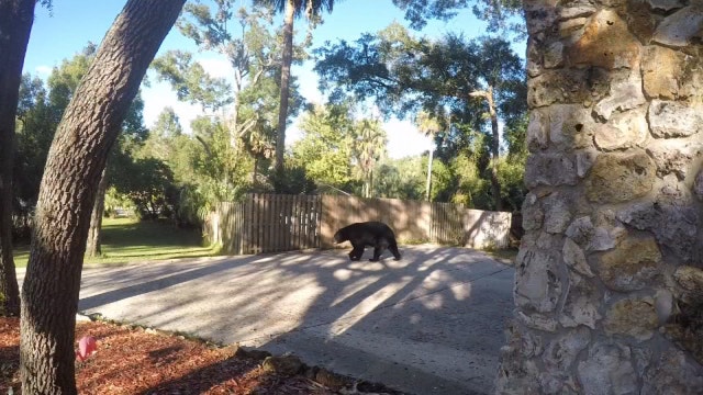 Bear enters garage, kills Longwood family's pet rabbit